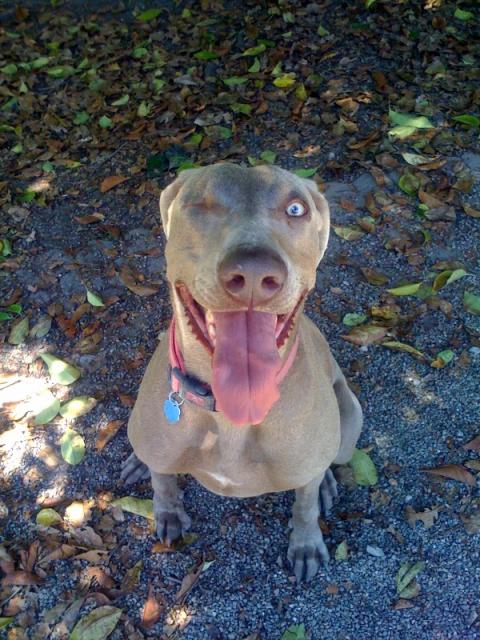 Lola with one eye